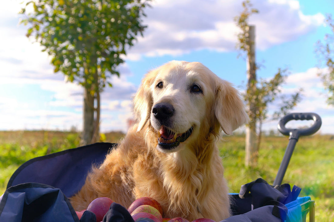 Dog in a wagon with apples